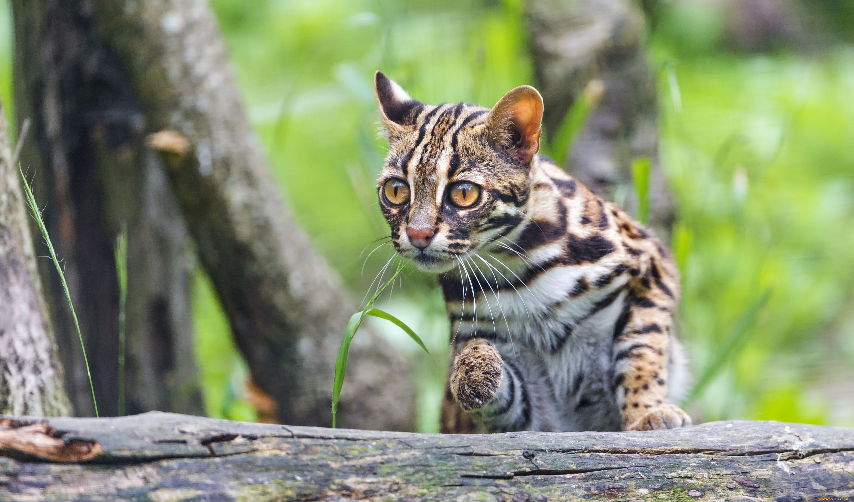 Древесная кошка. Prionailurus bengalensis. Бенгальская кошка Дикая. Дикая Бенгальская леопардовая кошка. Оцелот.